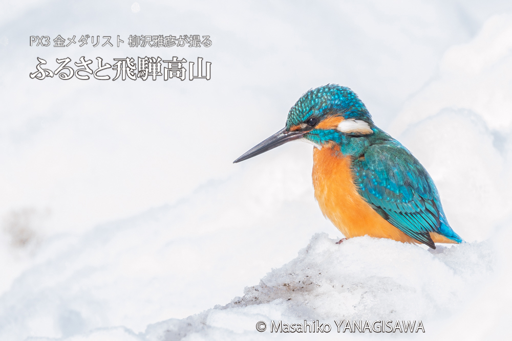 飛騨高山に棲むカワセミの写真。撮影・柳沢雅彦