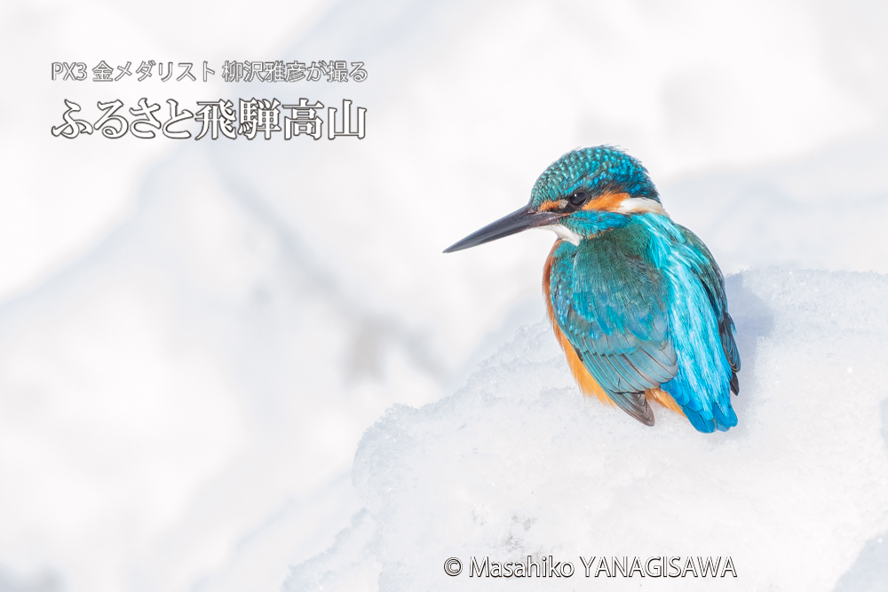 飛騨高山に棲むカワセミの写真。撮影・柳沢雅彦