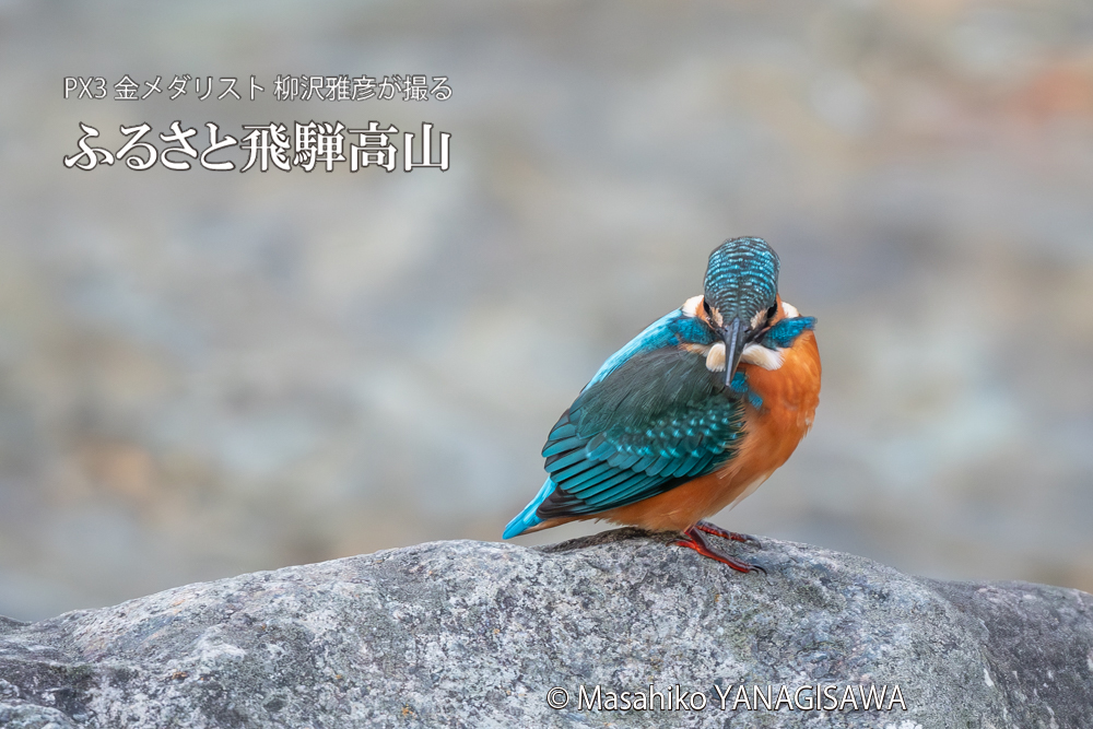 飛騨高山に棲むカワセミの写真。撮影・柳沢雅彦