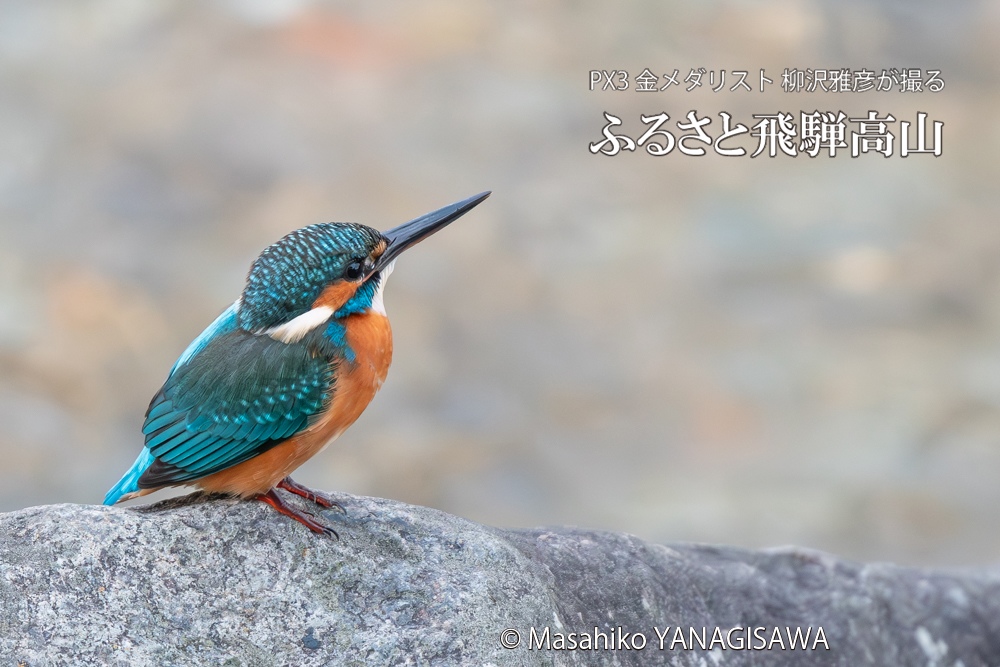 飛騨高山に棲むカワセミの写真。撮影・柳沢雅彦