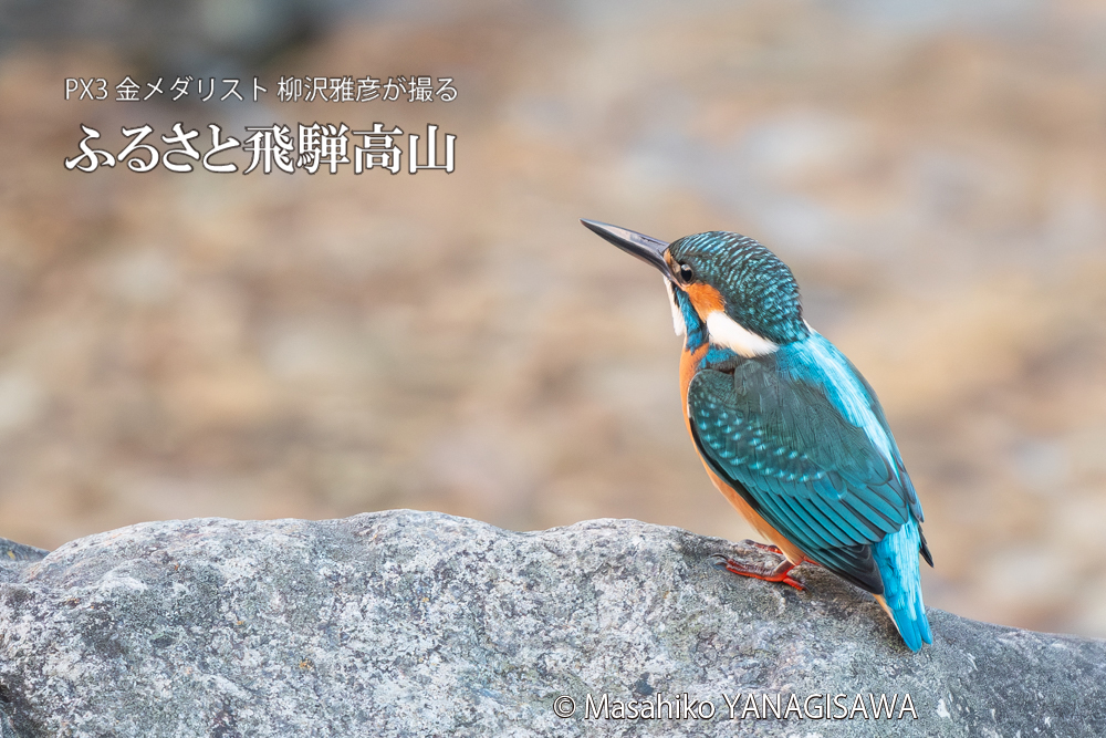 飛騨高山に棲むカワセミの写真。撮影・柳沢雅彦
