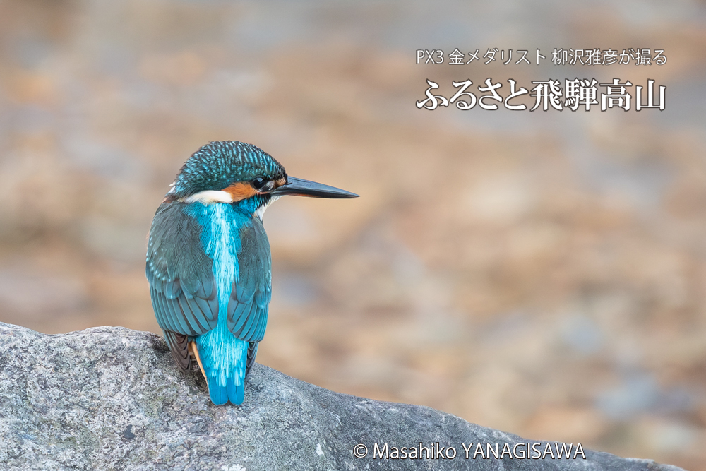 飛騨高山に棲むカワセミの写真。撮影・柳沢雅彦