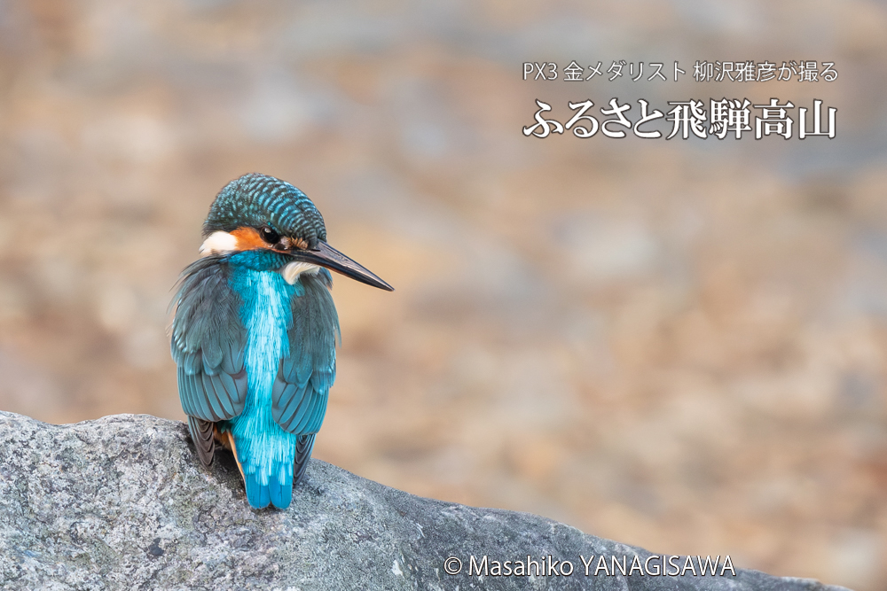 飛騨高山に棲むカワセミの写真。撮影・柳沢雅彦