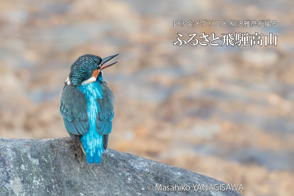 飛騨高山に棲むカワセミの写真。撮影・柳沢雅彦