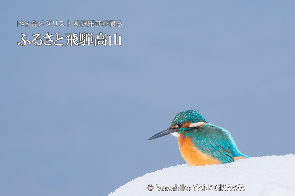 飛騨高山に棲むカワセミの写真。撮影・柳沢雅彦