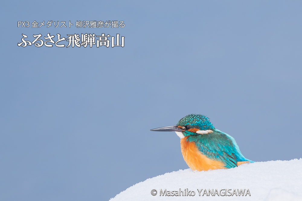 飛騨高山に棲むカワセミの写真。撮影・柳沢雅彦