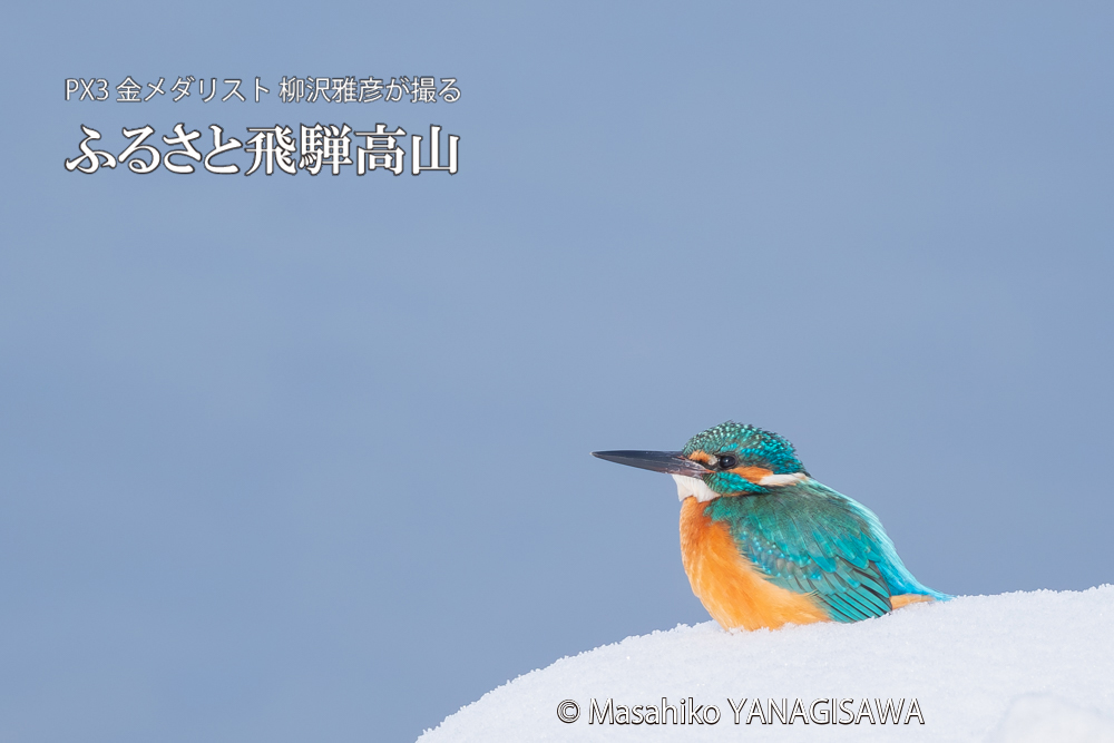 飛騨高山に棲むカワセミの写真。撮影・柳沢雅彦