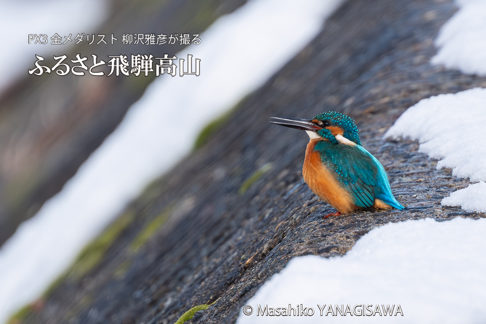 飛騨高山に棲むカワセミの写真。撮影・柳沢雅彦