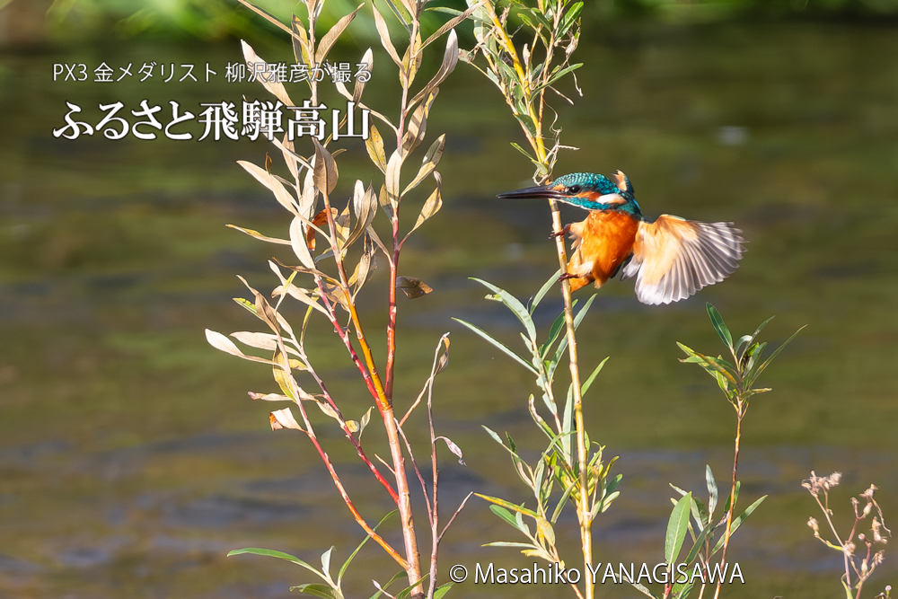 飛騨高山に棲むカワセミの写真。撮影・柳沢雅彦