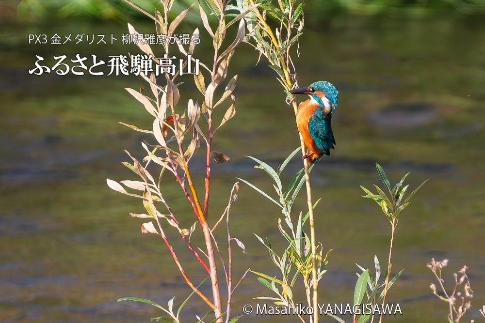 飛騨高山に棲むカワセミの写真。撮影・柳沢雅彦