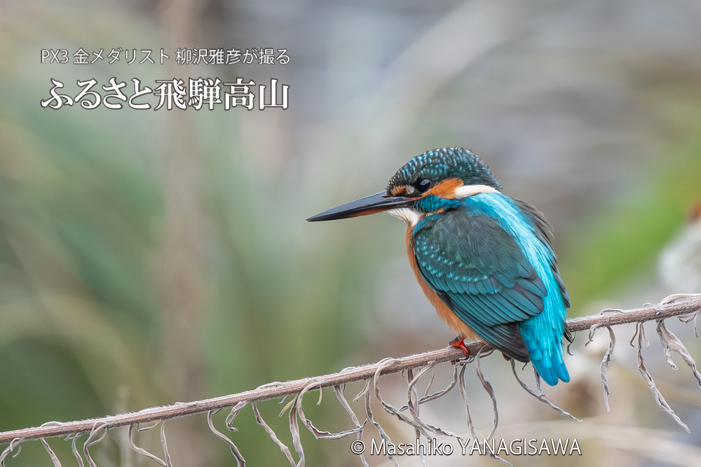 飛騨高山に棲むカワセミの写真。撮影・柳沢雅彦