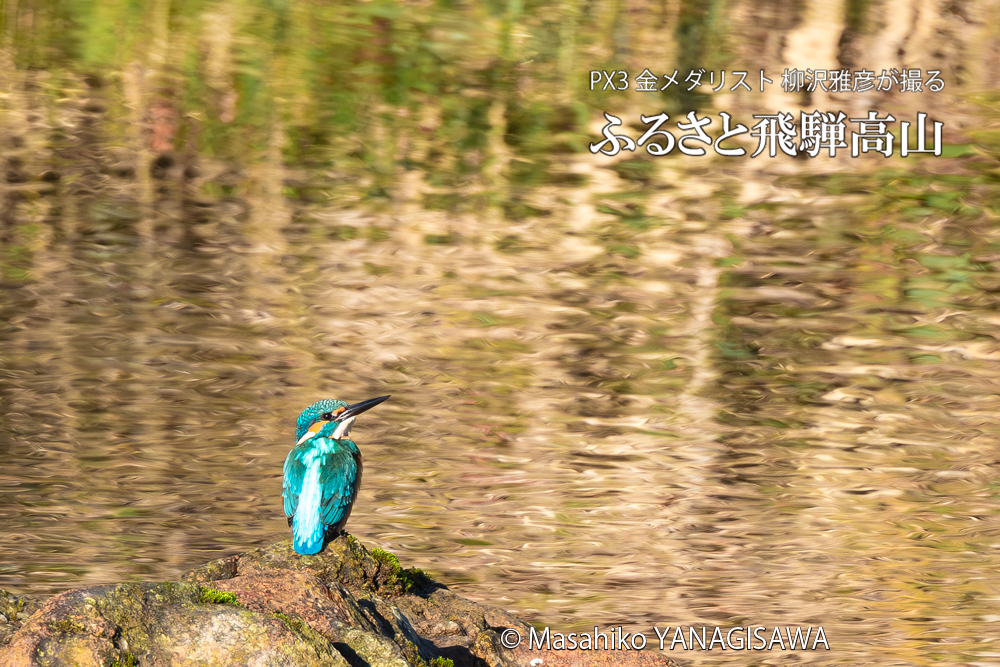 飛騨高山に棲むカワセミの写真。撮影・柳沢雅彦