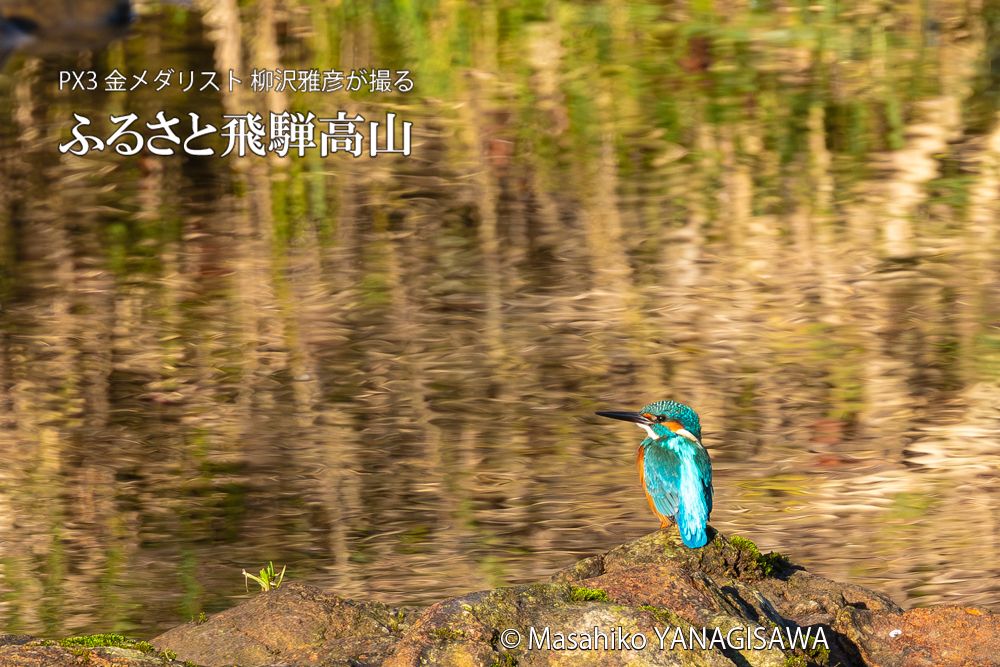 飛騨高山に棲むカワセミの写真。撮影・柳沢雅彦