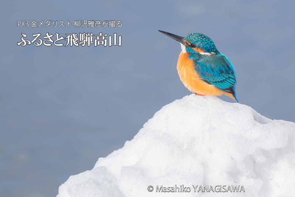 飛騨高山に棲むカワセミの写真。撮影・柳沢雅彦