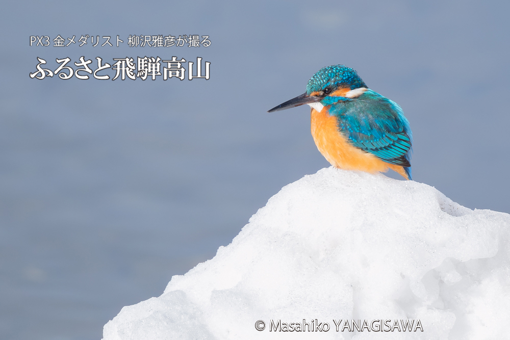 飛騨高山に棲むカワセミの写真。撮影・柳沢雅彦
