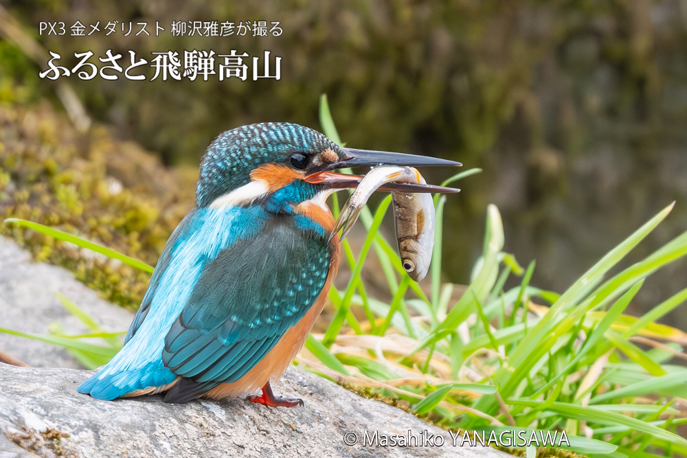 飛騨高山に棲むカワセミの写真。撮影・柳沢雅彦