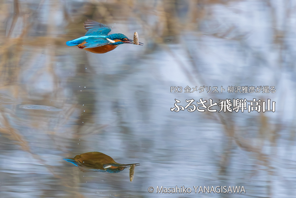飛騨高山に棲むカワセミの写真。撮影・柳沢雅彦