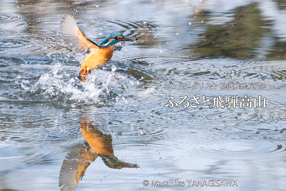 飛騨高山に棲むカワセミの写真。撮影・柳沢雅彦