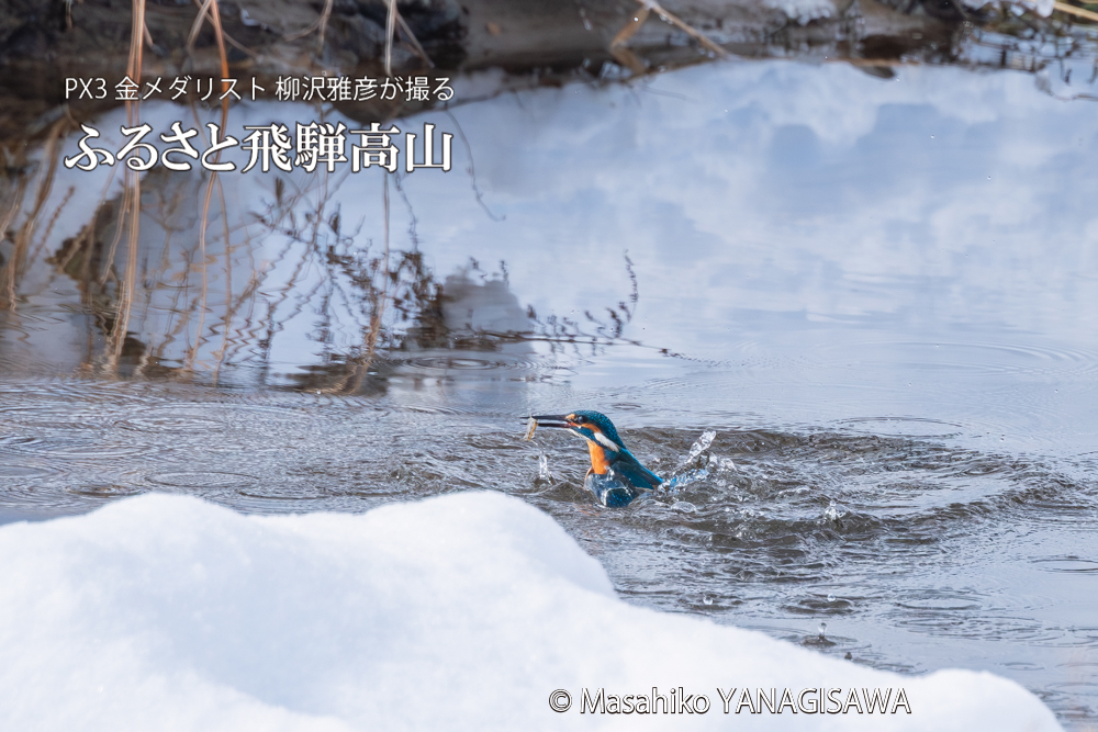 飛騨高山に棲むカワセミの写真。撮影・柳沢雅彦
