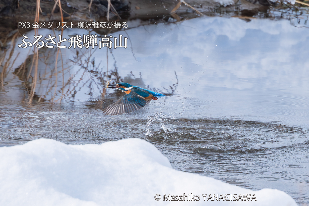 飛騨高山に棲むカワセミの写真。撮影・柳沢雅彦