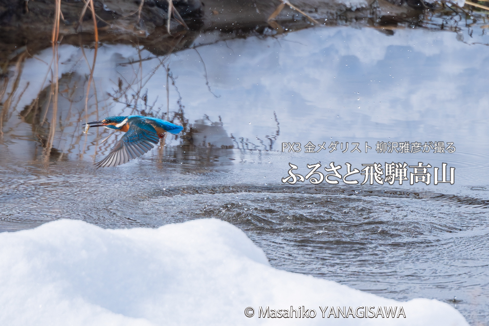 飛騨高山に棲むカワセミの写真。撮影・柳沢雅彦