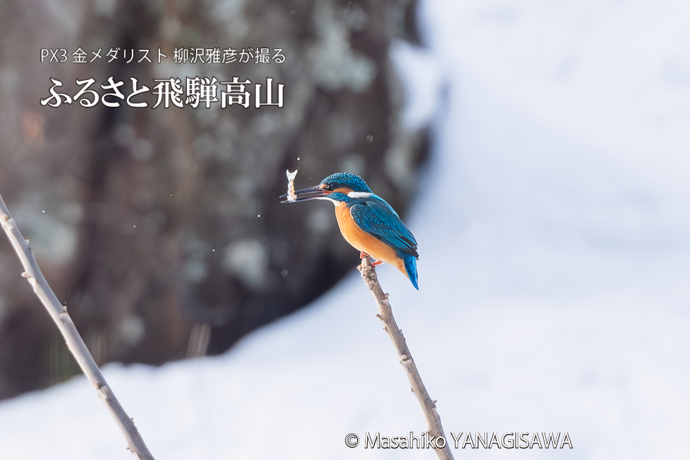 飛騨高山に棲むカワセミの写真。撮影・柳沢雅彦