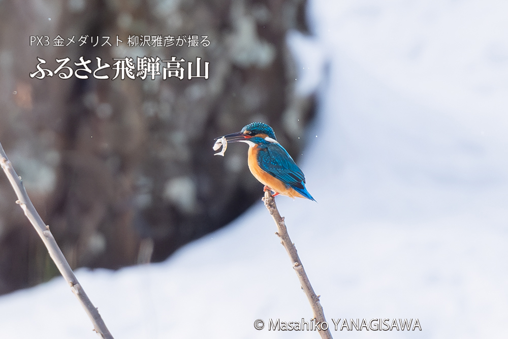 飛騨高山に棲むカワセミの写真。撮影・柳沢雅彦