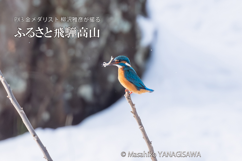 飛騨高山に棲むカワセミの写真。撮影・柳沢雅彦