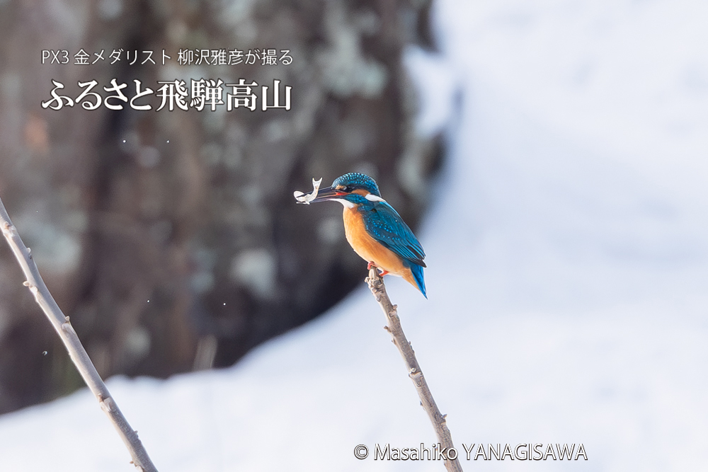 飛騨高山に棲むカワセミの写真。撮影・柳沢雅彦
