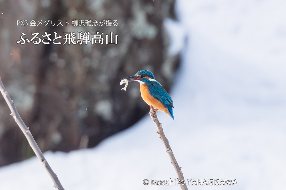 飛騨高山に棲むカワセミの写真。撮影・柳沢雅彦