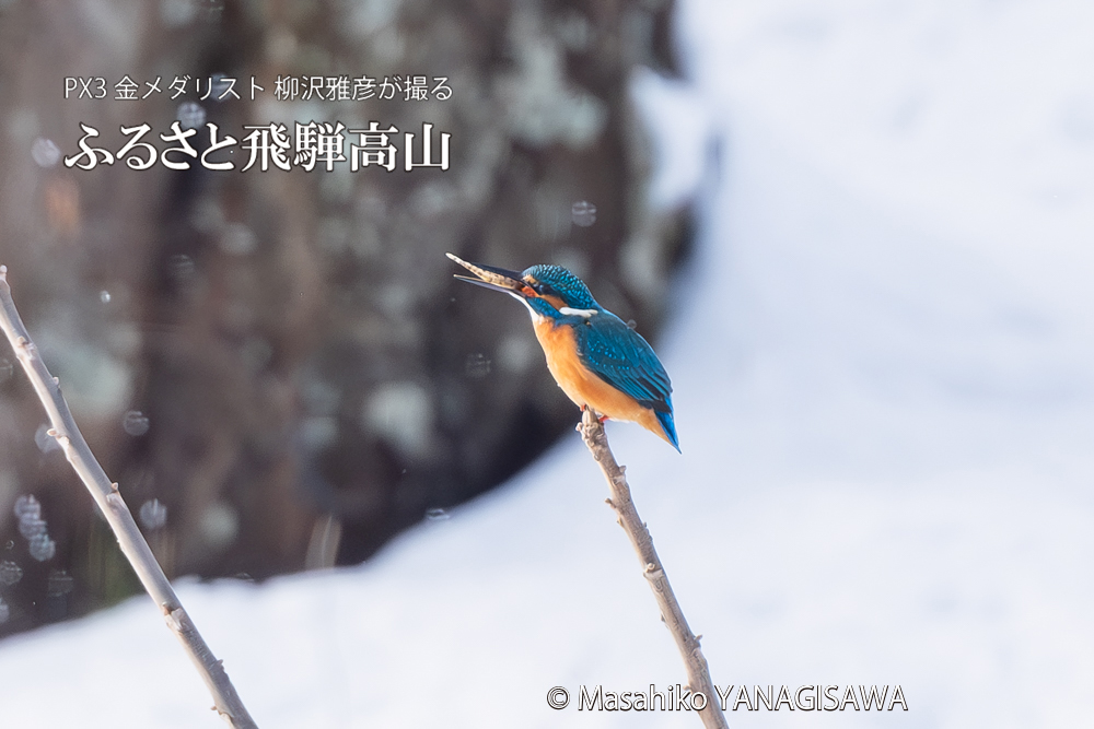 飛騨高山に棲むカワセミの写真。撮影・柳沢雅彦