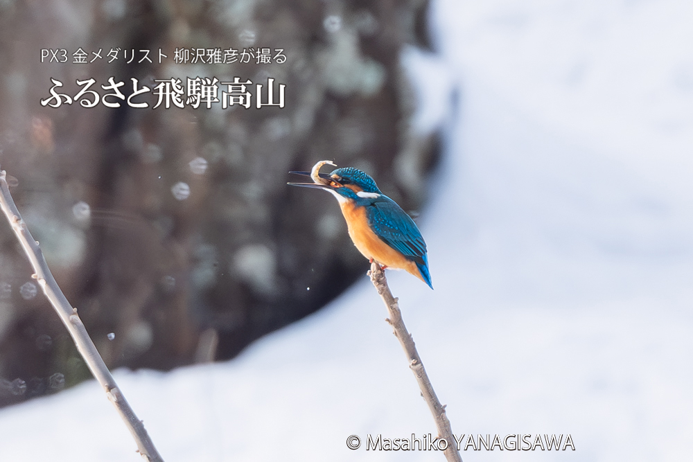 飛騨高山に棲むカワセミの写真。撮影・柳沢雅彦