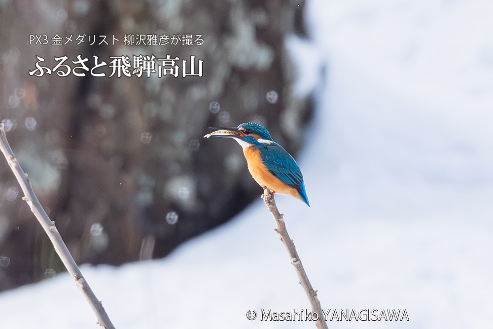飛騨高山に棲むカワセミの写真。撮影・柳沢雅彦