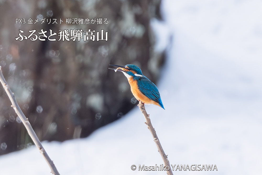 飛騨高山に棲むカワセミの写真。撮影・柳沢雅彦