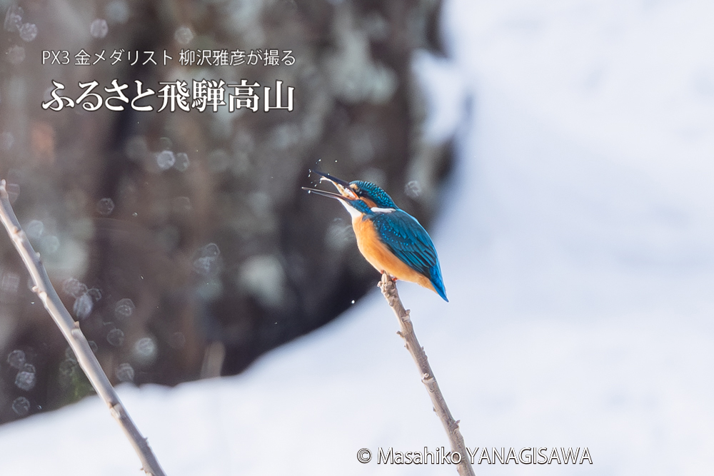 飛騨高山に棲むカワセミの写真。撮影・柳沢雅彦