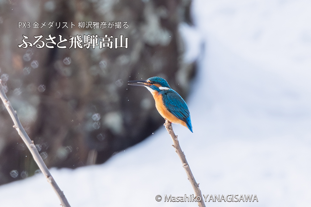 飛騨高山に棲むカワセミの写真。撮影・柳沢雅彦