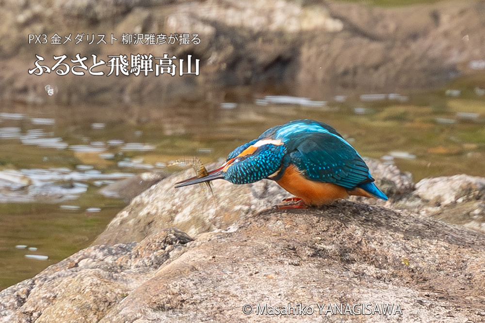 飛騨高山に棲むカワセミの写真。撮影・柳沢雅彦
