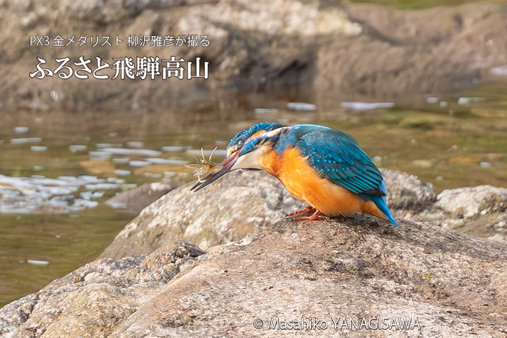 飛騨高山に棲むカワセミの写真。撮影・柳沢雅彦