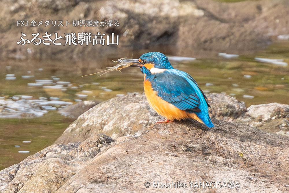 飛騨高山に棲むカワセミの写真。撮影・柳沢雅彦
