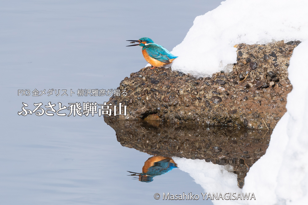 飛騨高山に棲むカワセミの写真。撮影・柳沢雅彦