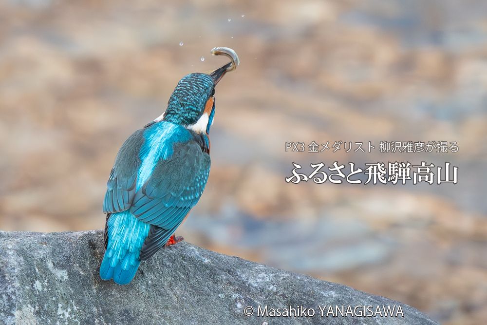 飛騨高山に棲むカワセミの写真。撮影・柳沢雅彦