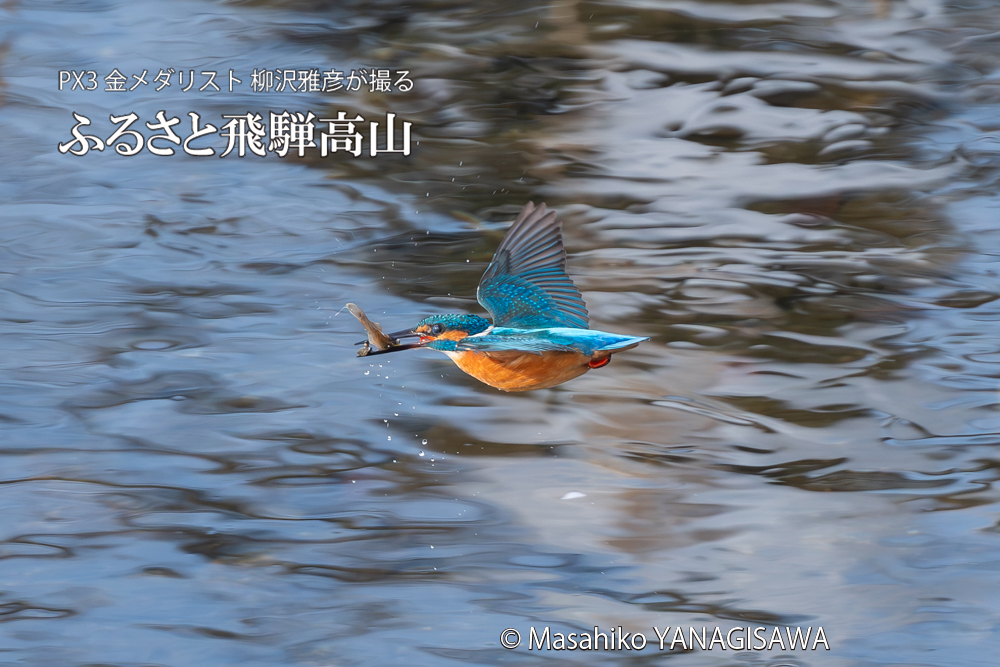 飛騨高山に棲むカワセミの写真。撮影・柳沢雅彦