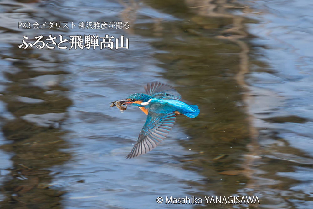 飛騨高山に棲むカワセミの写真。撮影・柳沢雅彦