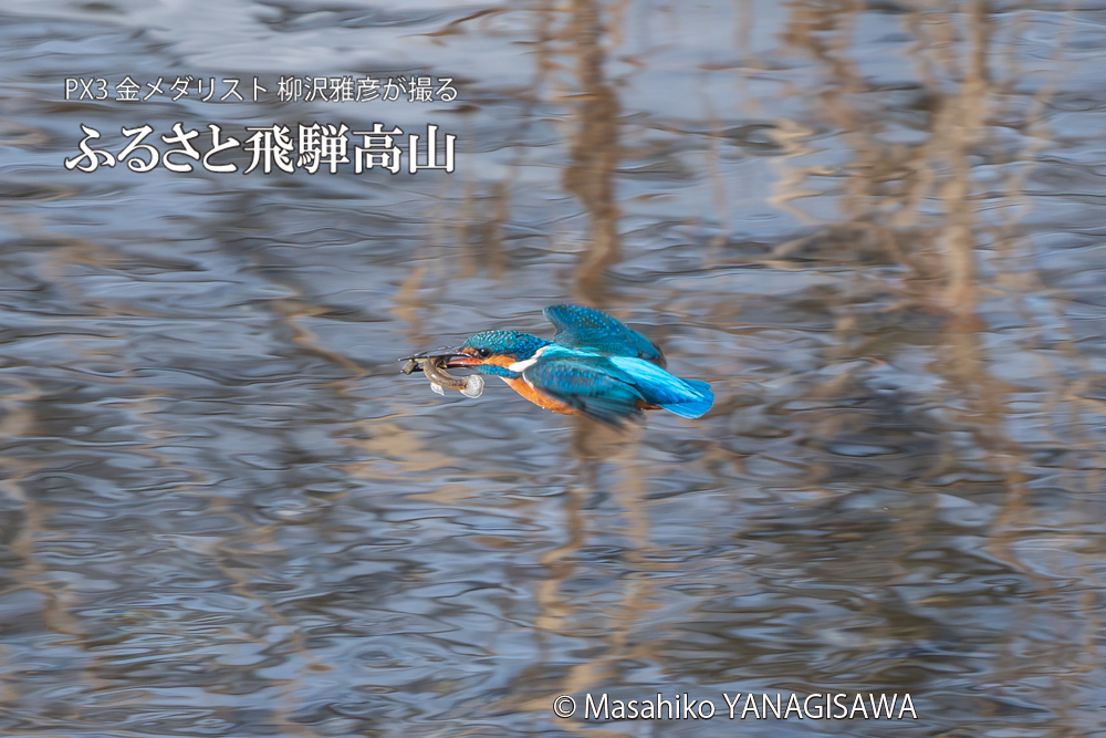 飛騨高山に棲むカワセミの写真。撮影・柳沢雅彦