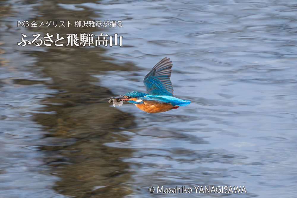 飛騨高山に棲むカワセミの写真。撮影・柳沢雅彦
