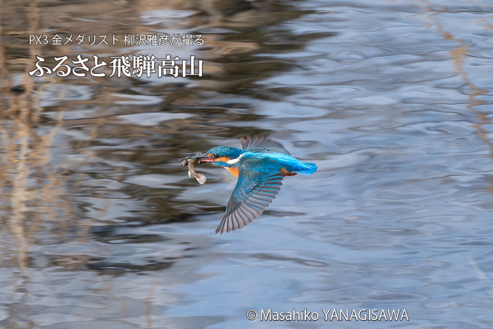 飛騨高山に棲むカワセミの写真。撮影・柳沢雅彦