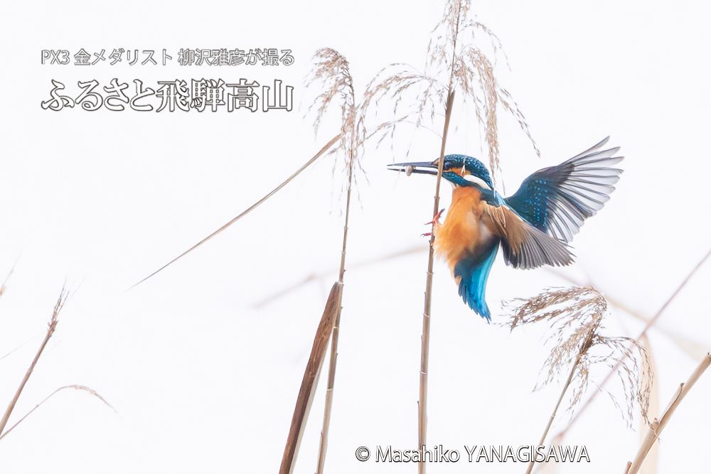 飛騨高山に棲むカワセミの写真。撮影・柳沢雅彦
