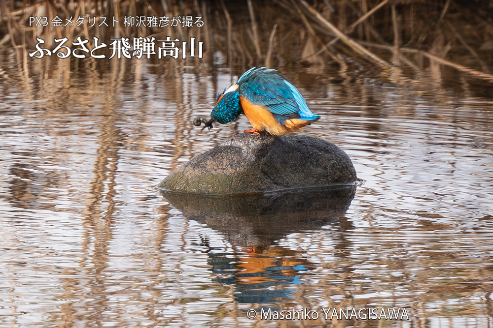 飛騨高山に棲むカワセミの写真。撮影・柳沢雅彦