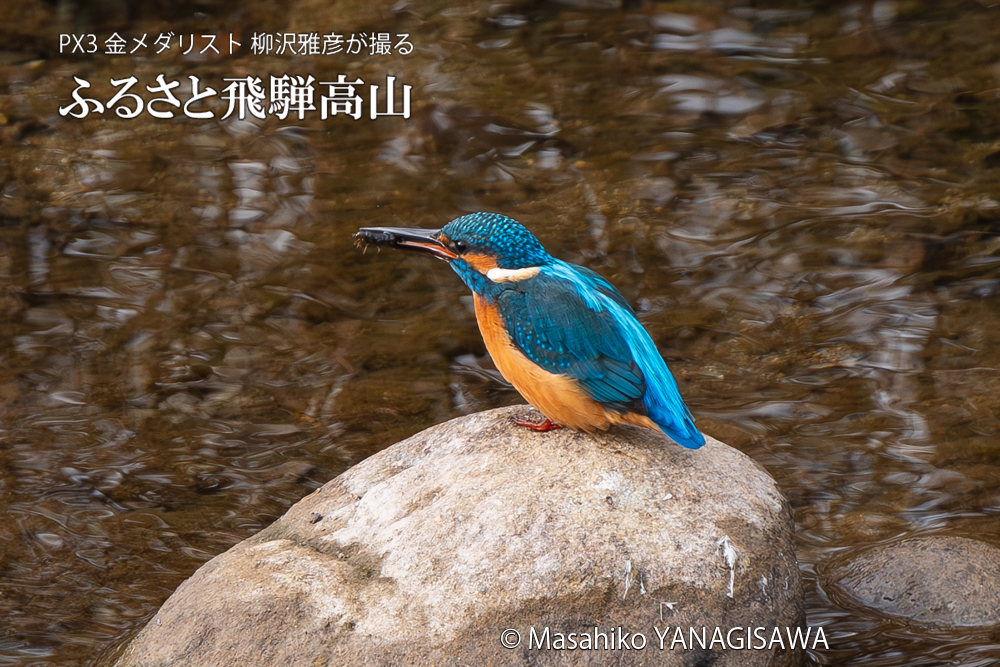 飛騨高山に棲むカワセミの写真。撮影・柳沢雅彦