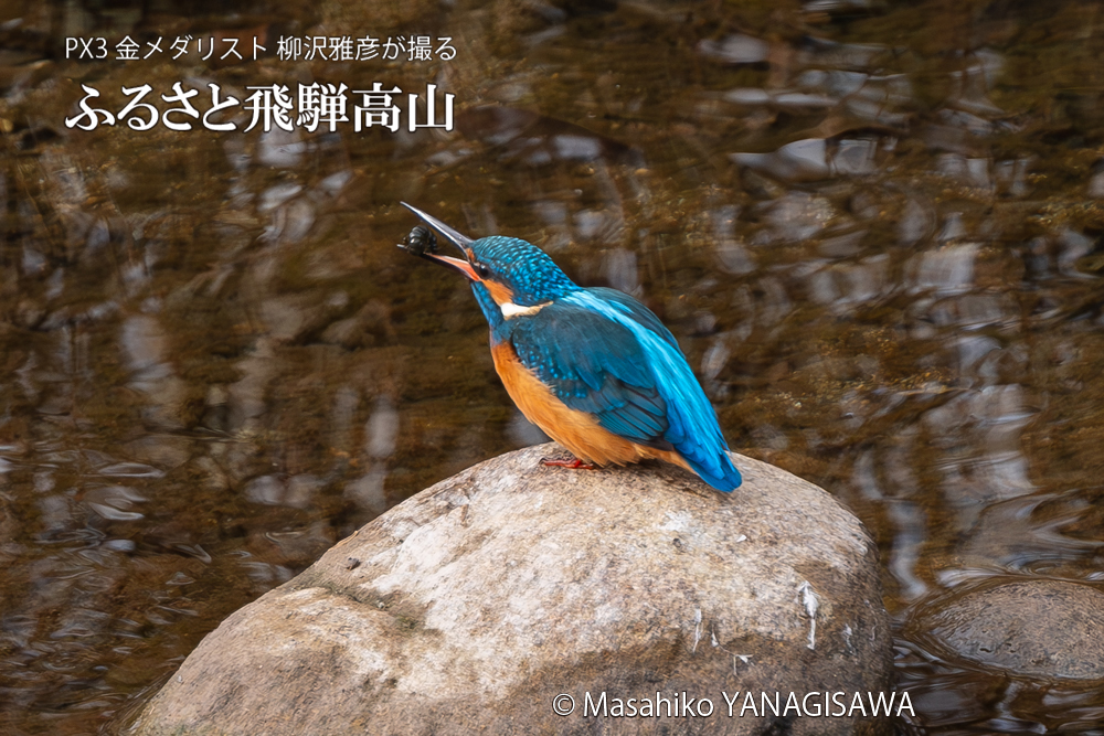 飛騨高山に棲むカワセミの写真。撮影・柳沢雅彦